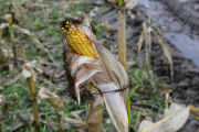 В поле еще много кукурузы