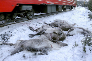 В Норвегии за несколько дней под поездами погибли 106 северных оленей