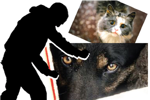 Эйса жалко: в этом году зарегистрировано 74 факта жестокого обращения с животными