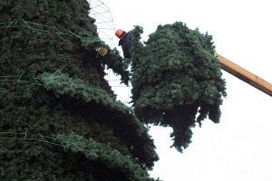 Новогодние елки Минска засияют 15 декабря