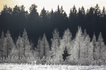 Официальная позиция Министерства лесного хозяйства по поводу природопользования и экологической безопасности в Беларуси