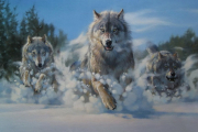 Волк и четверо телят