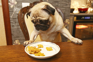 Капкейки с индейкой, печенье из гречневой муки – как десерты для собак позволили заработать людям с инвалидностью