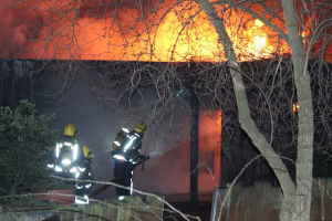 Пожар в Лондонском зоопарке: погибла трубкозуб, пропали четыре суриката