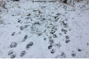 В Беловежской пуще замечены следы рыси с тремя детенышами. Специалисты надеются на рост популяции
