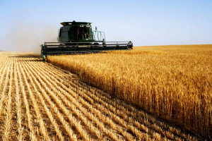 Производство сельхозпродукции выросло в Беларуси в прошлом году на 4%