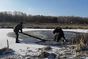В Брагинском районе милиционеры спасли лося, провалившегося под лед (видео)