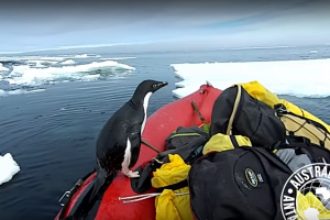 Видеофакт: любопытный пингвин запрыгнул в лодку к австралийским ученым