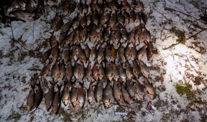 В Осиповичском районе трое браконьеров «порыбачили» на 5 тысяч долларов