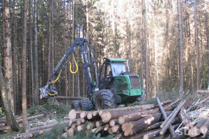 Электронная система учета древесины может быть внедрена в Беларуси к 2021 году