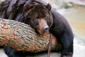 Аномально теплая зима пробудила медведя из минского зоопарка