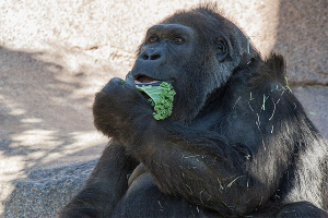 В зоопарке Сан Диего умерла одна из старейших в мире горилл