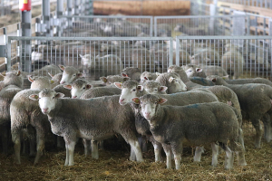 Почему овцеводство, несмотря на солидные финансовые вливания,  все равно в убытках?