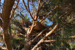 В Калифорнии ищут бомжа-архитектора, который построил дом на дереве 