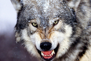 В Малоритском районе волки держат в страхе сельчан