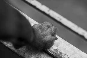 В Витебске будут судить женщину, выбросившую с балкона собаку. Ребенка изъяли из семьи