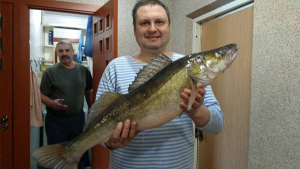 Фотофакт: в Минском море поймали 5-килограммового судака