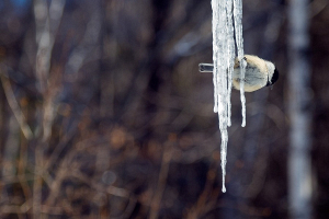 В Беларуси - на 6-12°C холоднее климатической нормы 