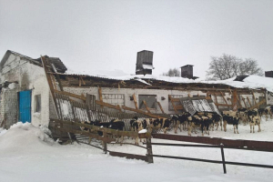 В Кировском районе под тяжестью снега обрушилась крыша на ферме
