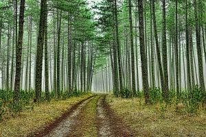 Всемирный банк выделит на развитие лесопитомников Беларуси 12 млн евро