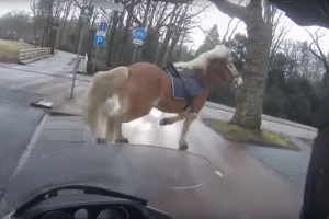 В Нидерландах мужчина на скутере три минуты гонялся за сбежавшей лошадью - видео