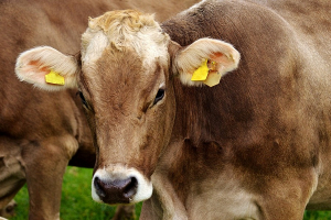 Сельхозпроизводство выросло в Беларуси за январь-февраль на 2%, производство молока почти на 4%