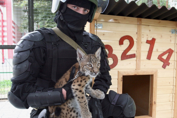Как приручить рысь? Солдат белорусского спецназа воспитывает живой символ части