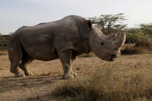 Умер последний самец северного белого носорога. В мире остались только две самки