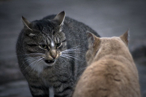 В сети набирает популярность видео с котом, который оригинально остановил драку