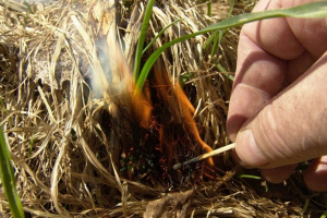 В Минприроды напомнили о запрете выжигания сухой растительности - нарушителям грозит штраф до 980 руб.