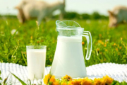 Почему молоко от частников – это головная боль для переработчиков