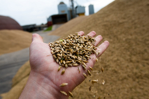 В Беларуси увеличат закупочные цены на зерно, уменьшат - на сахарную свеклу
