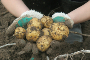Россельхознадзор грозит ограничить ввоз картофеля из Беларуси