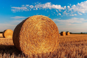 Приспосабливайтесь к новому времени - Лукашенко советует менять стиль работы в аграрной отрасли