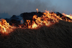 Число природных пожаров сократилось в этом году на 60% - МЧС