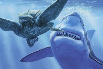 Останки гигантской вымершей акулы выставит швейцарский музей‍