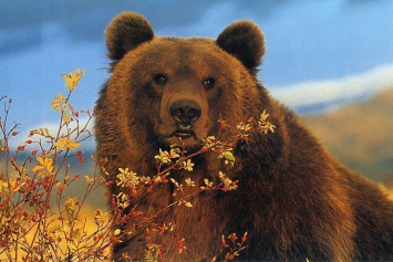 Итальянские биологи случайно убили редкого бурого медведя