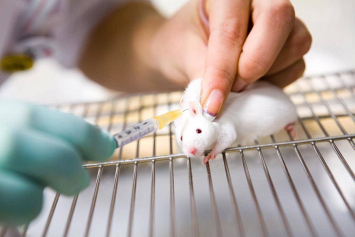 Ученые имплантировали крохотный человеческий мозг в голову мыши