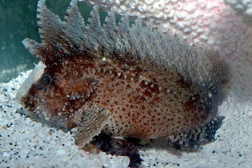 Найдена опаснейшая рыба с лезвиями на "лице"