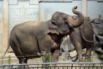 Умер слон Непал, которого несколько лет назад от усыпления спасла Брижит Бардо
