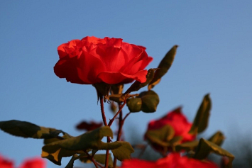 Ученые научились делать розы более ароматными и яркими