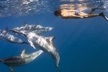 Видеофакт: наглый дельфин неожиданно выпрыгнул из воды, чтобы сбить серфера с доски