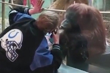 Смешное видео: орангутан пытается поцеловать туриста