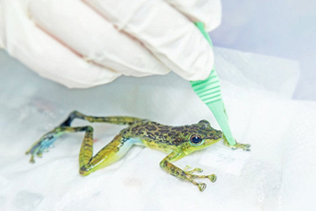 Ученые впервые восстановили замороженное сердце лягушки