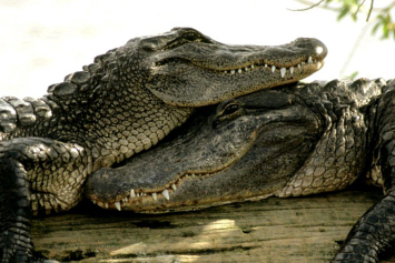В лондонском аэропорту Хитроу изъяли 50 крокодилов