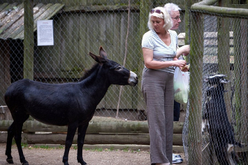 В зоопарке пони и осел чуть не погибли от переедания по вине туристов