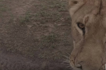 Видеофакт: в Кении львица неуверенно украла камеру и сняла фильм