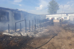 В Борисовском районе на пожаре погибли 18 телят