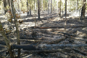 13 природных пожаров ликвидировали за прошедшие сутки спасатели