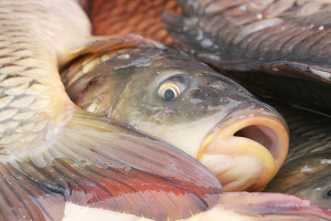 Руководство Гольшанского крахмального завода считает, что обвинять предприятие в гибели рыбы пока преждевременно